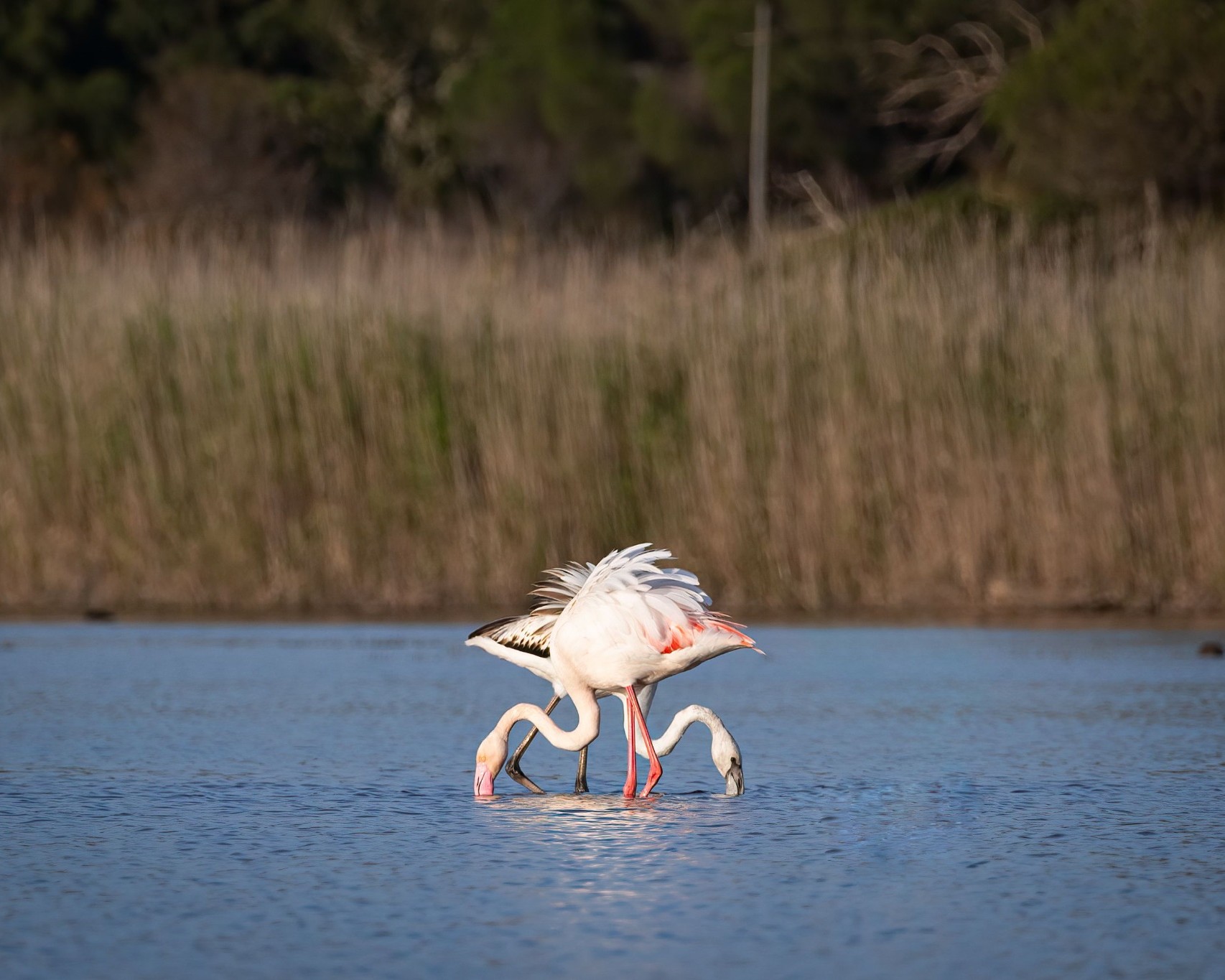 Three flamingos foraging in shallow water, surrounded by tall grasses and a serene natural setting.